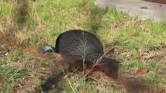 Helm Guinea Fowl, helmeted guineafowl behind fence safari South Africa