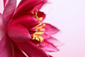 Obraz na płótnie Canvas Beautiful blooming lotus flower on light pink background, closeup