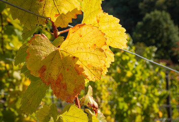 Vignes d'automne