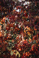 red leaves bright brush autumn mood