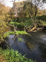 river in the forest