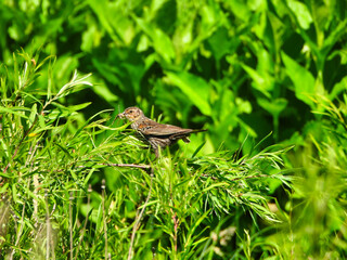 Red-Winged Blackbird Stands Sideways with Insect in Mouth on Summer Green Foliage    