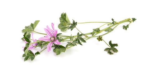 Branch of wood mallow (Malva sylvestris)