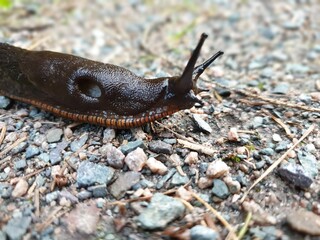 Langsam des Weges kommen, die Nacktschnecke.