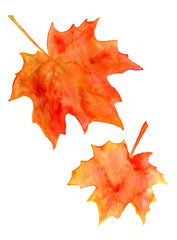 Fototapeta premium Watercolor maple leaves