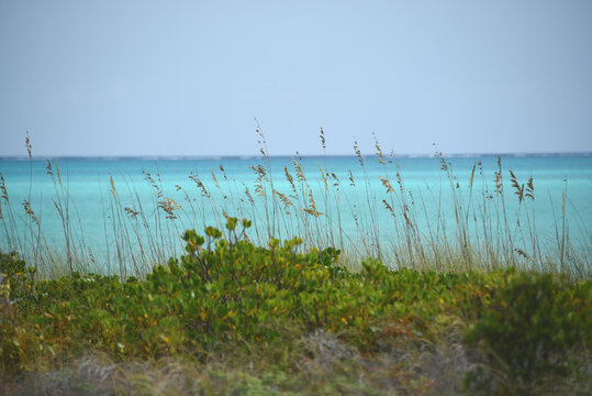 Bahamas- Mayguana- A Beautiful Turquoise Sea View With Sea Oats