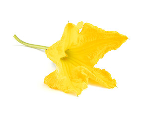 Naklejka premium Male zucchini flower