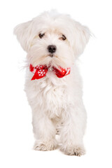 maltese bichon with a bow tie