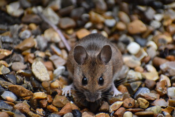 A London mouse UK rat and mice reports infestations have skyrocketed since the start of lockdown leading insurers report Reduced bin collections have led to new food sources for pests at private homes