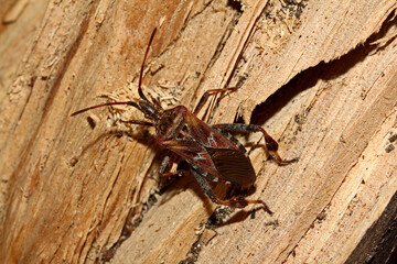 cimice bruna (Leptoglossus occidentalis)