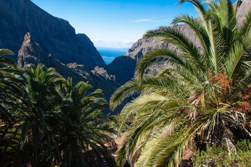 Fototapeta na wymiar Mask Gorge. Tenerife island, Canary Islands, Spain.