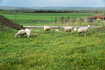 Sheeps grazing in beautiful green field with mountains in the background and cloudy sky