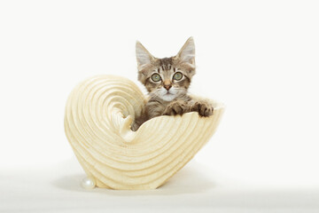 Fototapeta na wymiar Kitten inside conch shell