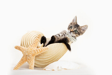 Brown tabby kitten sitting inside of a large conch seashell on top of beach sand, wearing a pearl necklace, with a starfish, ivory background.
