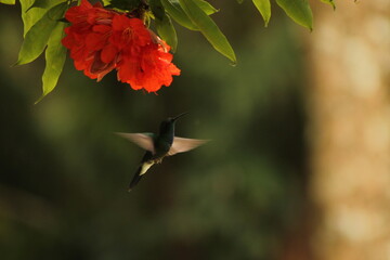 Colibrí Amazilia fimbriata © INDYVALERIA