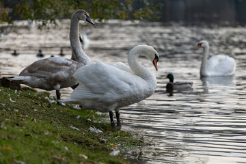 
wild swan with white feathers and orange beak on the bank of the flowing Vltava river in the center of Prague in the Czech Republic