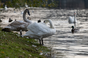 
wild swan with white feathers and orange beak on the bank of the flowing Vltava river in the center of Prague in the Czech Republic