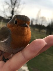 bird in hands