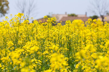 Obraz premium 菜の花畑