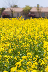 菜の花畑菜の花畑
