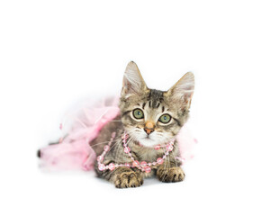 Brown tabby klitten playing in pink pearls and pink tutu skirt