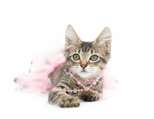 Brown tabby klitten playing in pink pearls and pink tutu skirt