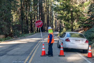 A flagman stopping traffic for construction zone along a tree lined highway with red traffic cones and a vehicle stopped at the side of the road, Sequoia National Park, California