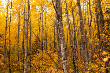 Aspen Trees Autumn