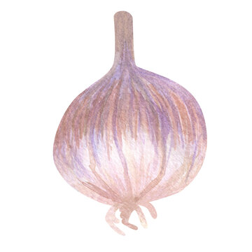 Watercolor single isolated garlic