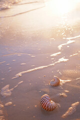 Obraz na płótnie Canvas nautilus sea shell on golden sand beach in soft sunset light