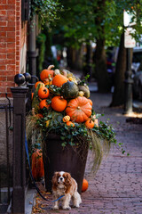 Boston, Massachusetts  Halloween pumpkins on a porch on Beacon Hill and a small spaniel dog.