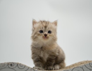 Kitten on a white background