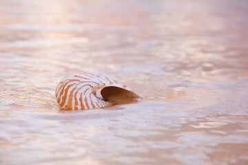nautilus sea shell on golden sand beach in  soft sun light
