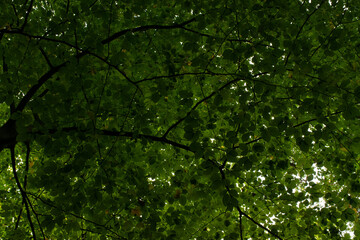 Fototapeta na wymiar Autumn leaves photographed from below