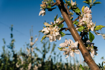 primavera en la patagonia flor de un peral