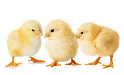 Three cute fluffy chickens on white background