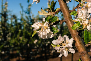 primavera en la patagonia flor de un peral
