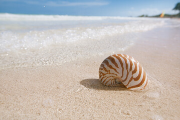 nautilus sea shell on golden sand beach in  soft sun light