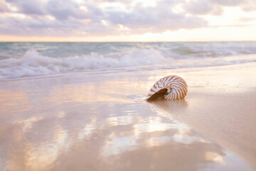nautilus sea shell on golden sand beach in  soft sunset light - obrazy, fototapety, plakaty