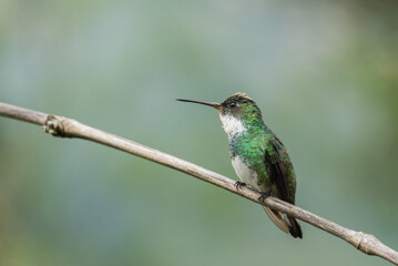 Beija-flor-de-papo-branco com pólen