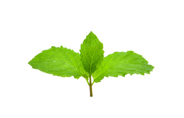 Fresh mint isolated on the white background.