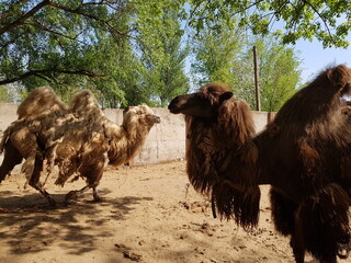 camels in the zoo