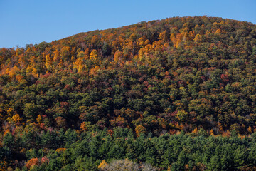 Sharon Ct, USA Fall foliage and autumn colors on a mountainside.