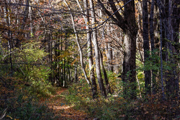 Cornwall, Ct, USA Fall foliage and autumn colors.