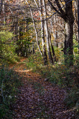 Cornwall, Ct, USA Fall foliage and autumn colors.