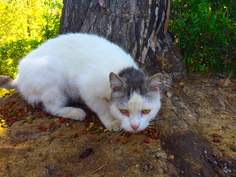 Gato en el parque natural del desierto de las palmas, Castellón de la plana, España