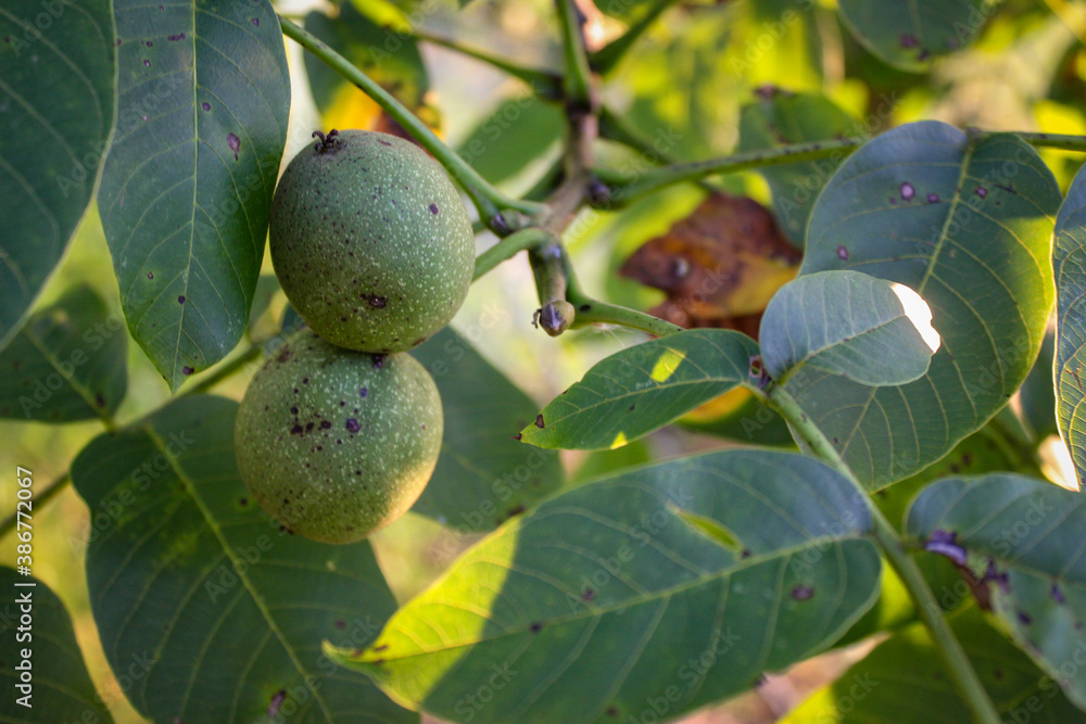 Wall mural green unripe walnuts on a branch. two walnuts on a branch with a leaves in the background.