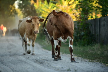 Cows return home from a pasture