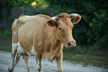 Obraz na płótnie Canvas Cows return home from a pasture
