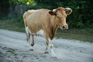 Cows return home from a pasture